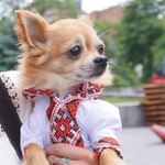 тварини у вишиванках тварини у вишиванках