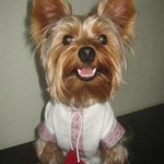 собака у вишиванці собака у вишиванці