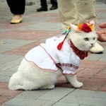 тварини у вишиванках (фото) тварини у вишиванках (фото)