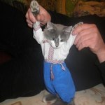 пухнастики у вишиванках (фото) пухнастики у вишиванках (фото)