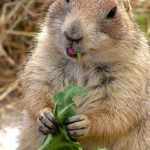 День Ховраха 1 травня День Ховраха 1 травня