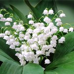 День конвалій 1 травня День конвалій 1 травня