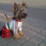 вишиванки для домашніх улюбленців (фото) вишиванки для домашніх улюбленців (фото)