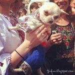 вишиванки для домашніх тварин вишиванки для домашніх тварин