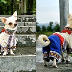 вишиванки для домашніх улюбленців вишиванки для домашніх улюбленців