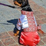 собака у вишиванці (фото)
