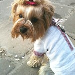 домашні улюбленці у вишиванках домашні улюбленці у вишиванках