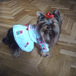 пухнастики у вишиванках пухнастики у вишиванках