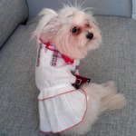 домашні тварини у вишиванках (фото) домашні тварини у вишиванках (фото)