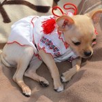 домашні тварини у вишиванках домашні тварини у вишиванках