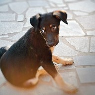 собака собака