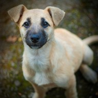 собака, фото собака, фото