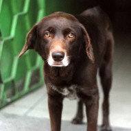 песик, фото песик, фото