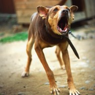 пес, фото пес, фото