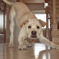 собачка, фото собачка, фото