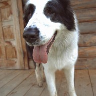 цуценя, фото цуценя, фото