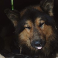 цуценя цуценя