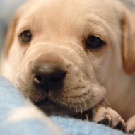 собачка собачка