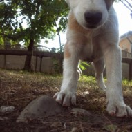 собачатко собачатко