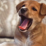 цуцик, фото цуцик, фото