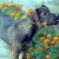 песик песик