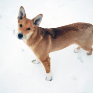 цуцик цуцик