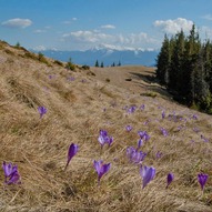 Ґорґани, весна, фото Ґорґани, весна, фото